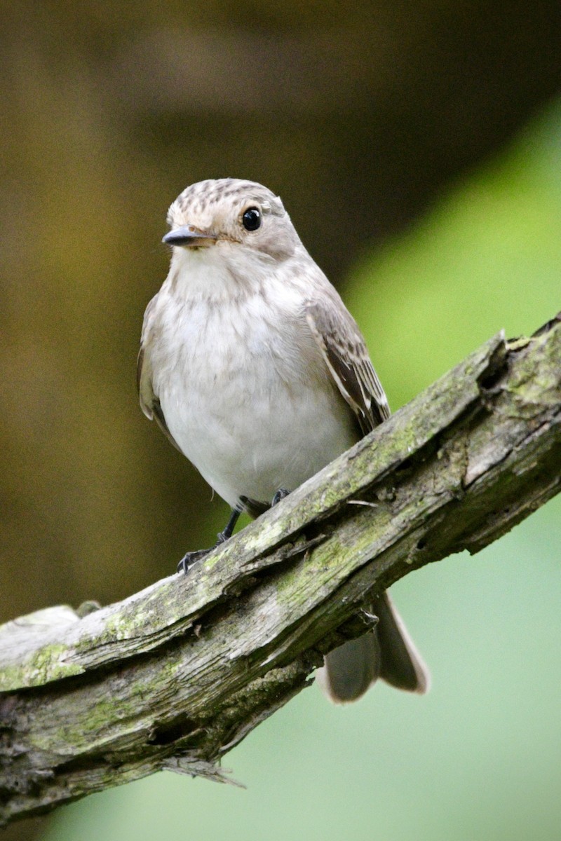 Spotted Flycatcher - ML388216301