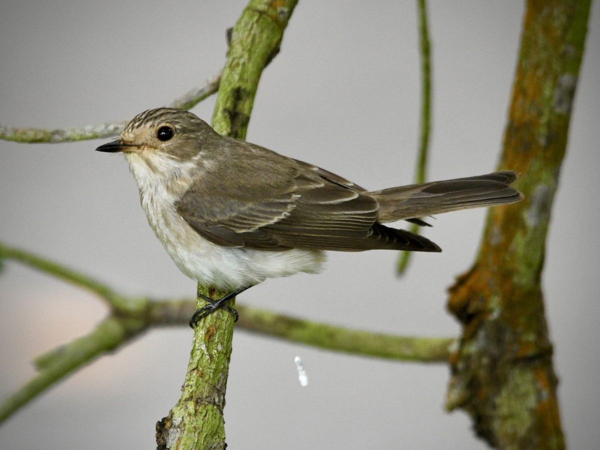 Spotted Flycatcher - ML388216311