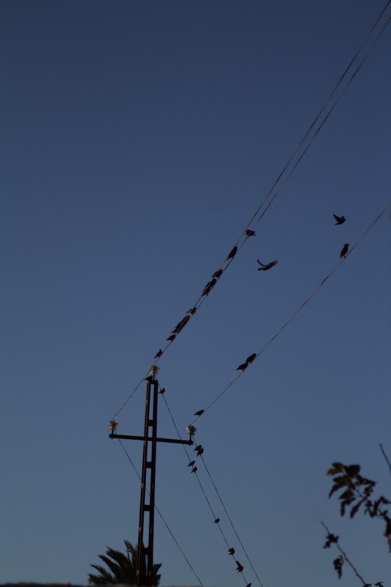 European Starling - ML388216321