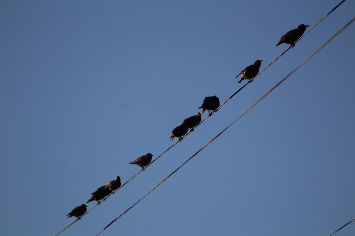 European Starling - ML388216351