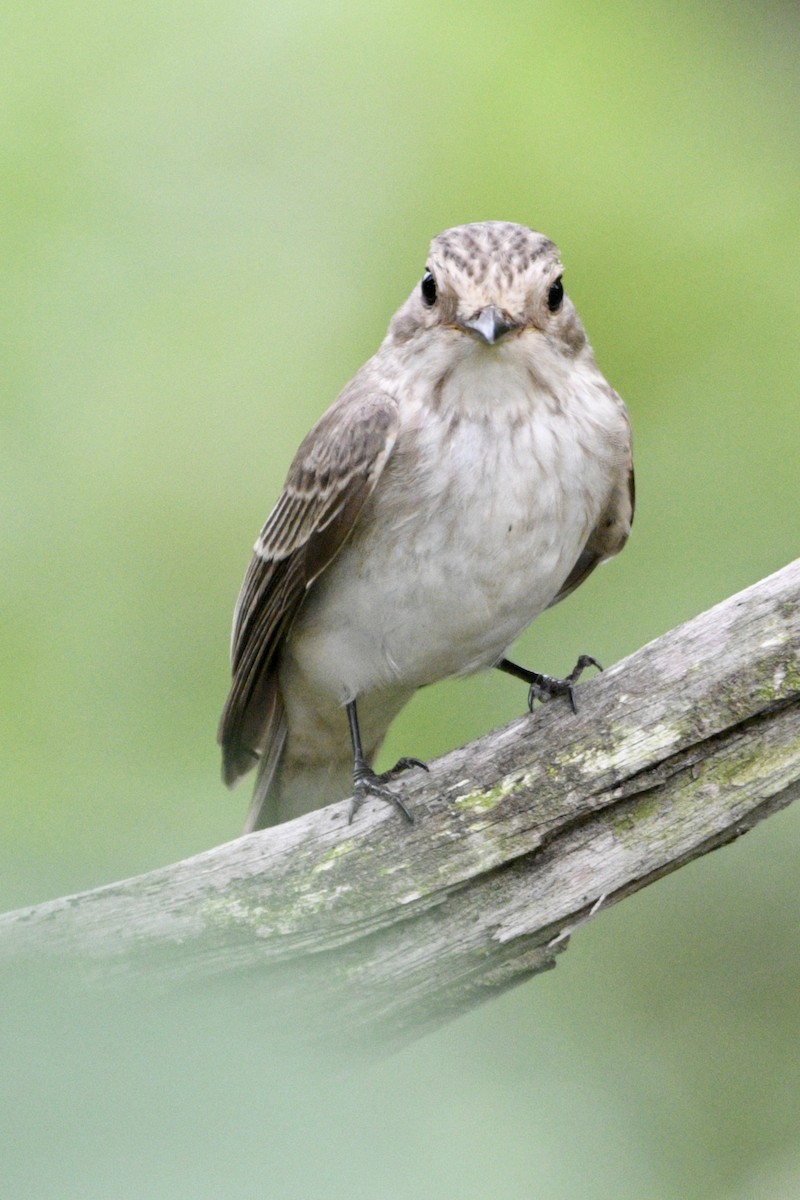 Spotted Flycatcher - ML388216381