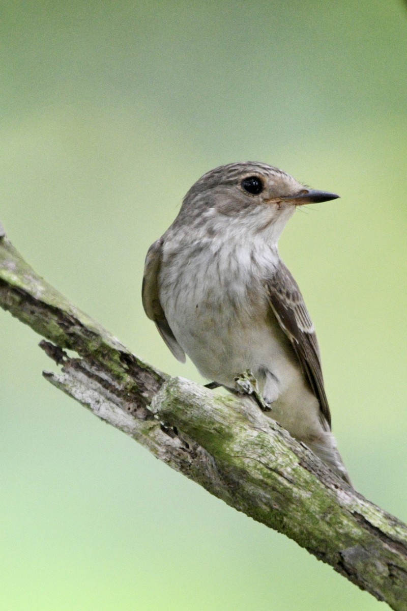 Spotted Flycatcher - ML388216391