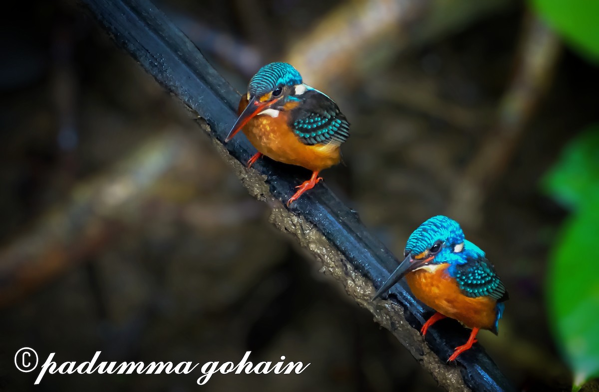 Blue-eared Kingfisher - Padumma Gohain
