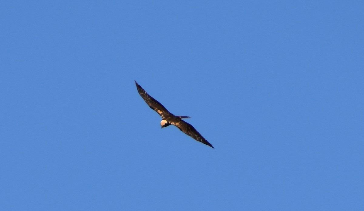 Western Marsh Harrier - Tanya Gavazova