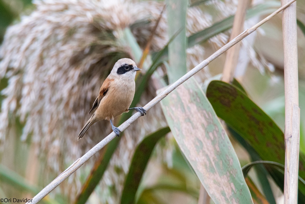 Eurasian Penduline-Tit - ML388217741