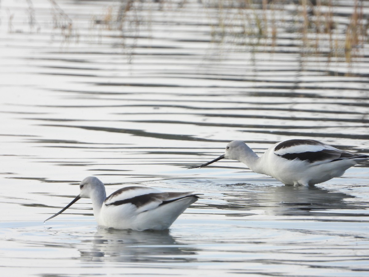 American Avocet - Ralph Baker