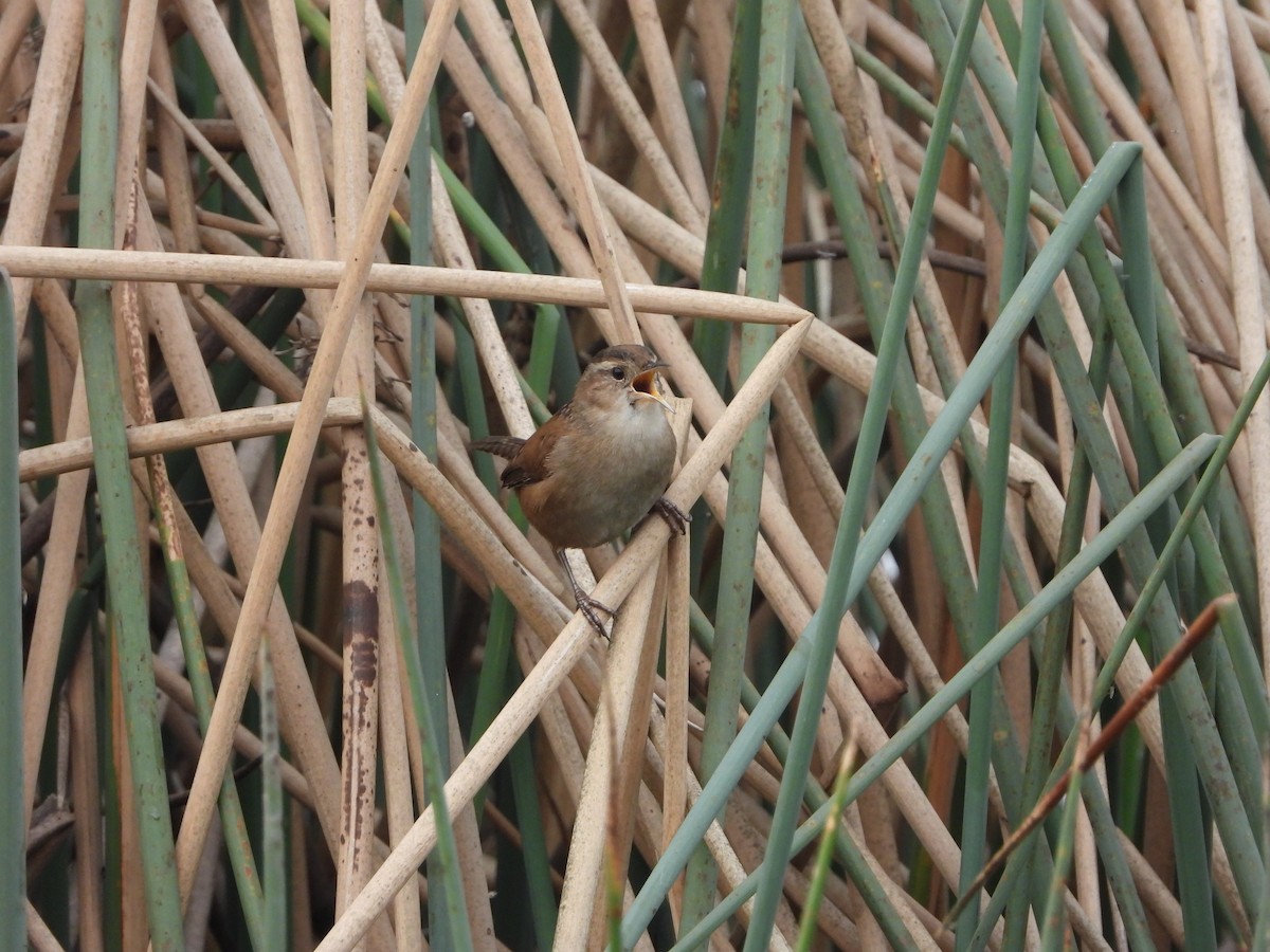 Marsh Wren - ML388218651