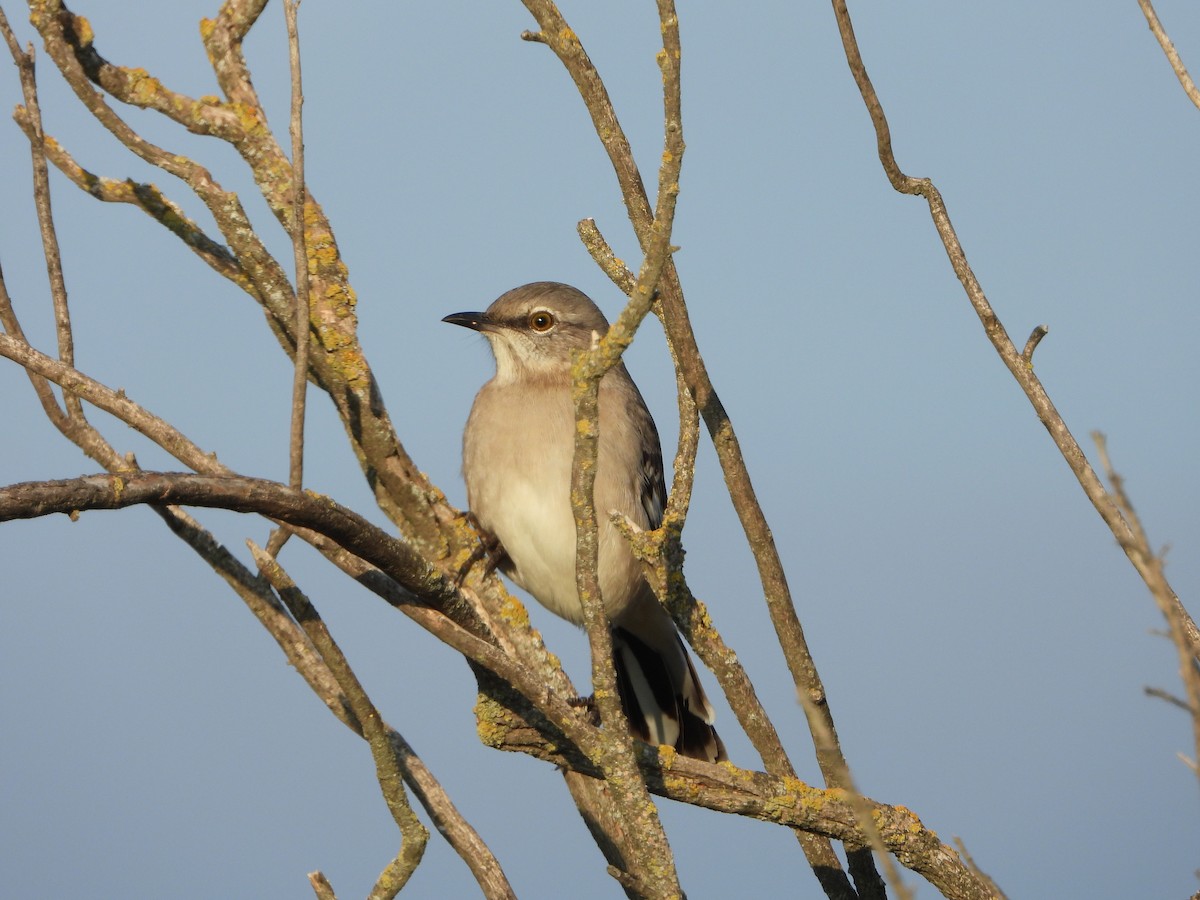 Northern Mockingbird - ML388218721