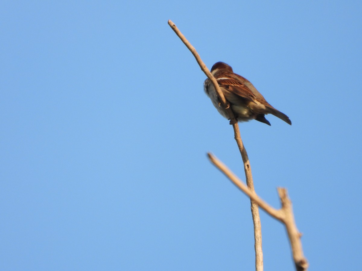 Moineau domestique - ML388218801