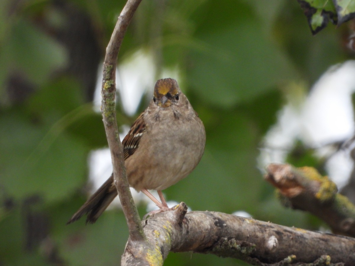 Golden-crowned Sparrow - ML388219021