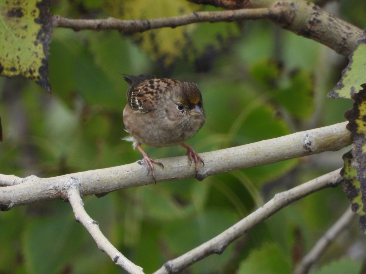 Golden-crowned Sparrow - ML388219071