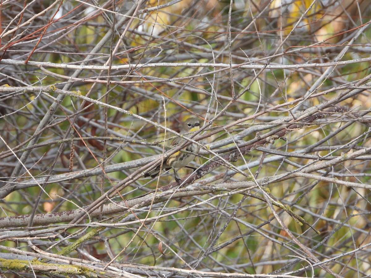Yellow-rumped Warbler (Audubon's) - ML388219881