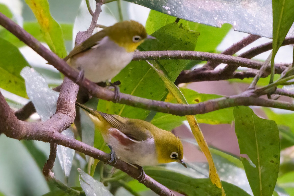 Chestnut-flanked White-eye - ML388219931