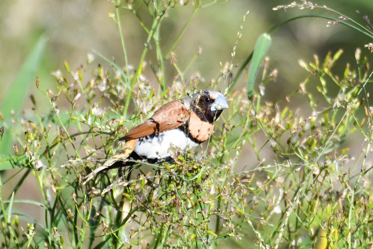 Chestnut-breasted Munia - ML388220061