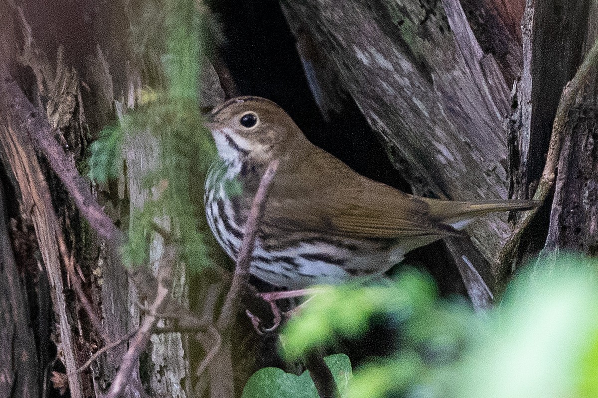 Paruline couronnée - ML388220171