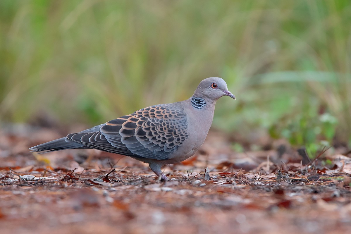 Oriental Turtle-Dove - ML388220601