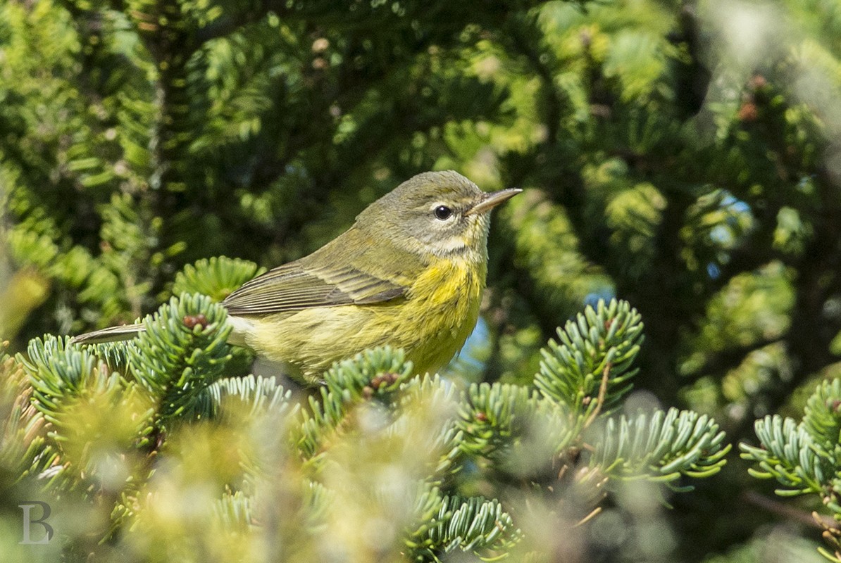 Prairie Warbler - Lucas Berrigan