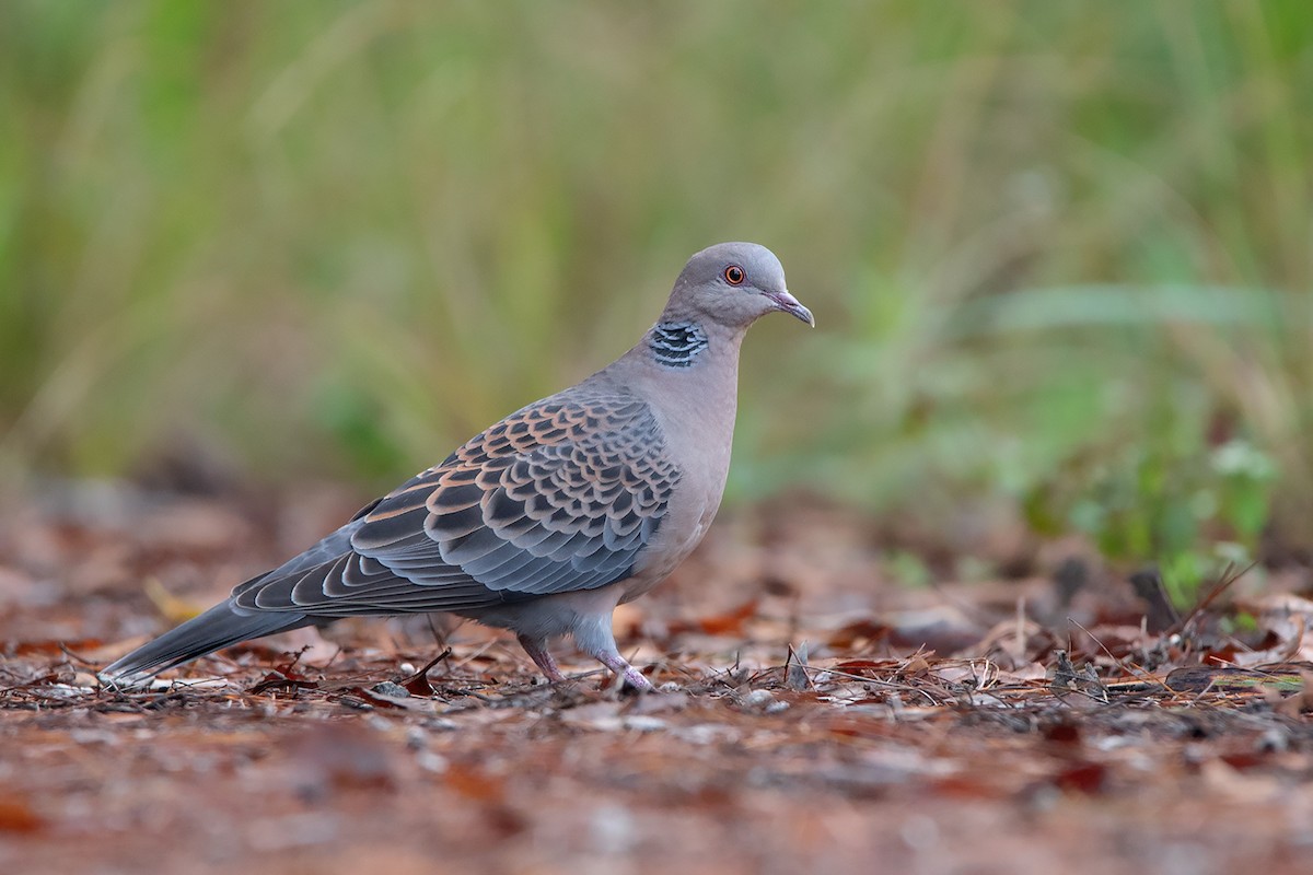 Oriental Turtle-Dove - ML388220611