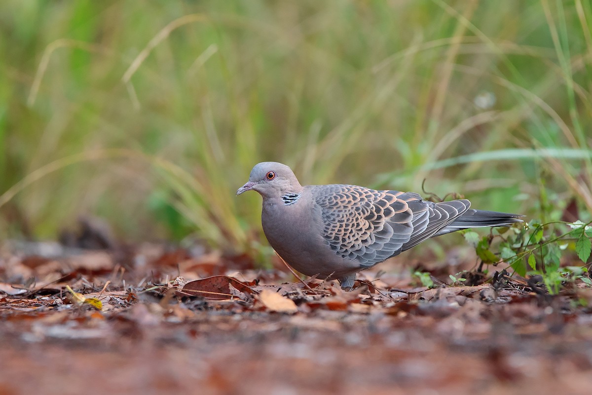 Oriental Turtle-Dove - ML388220621