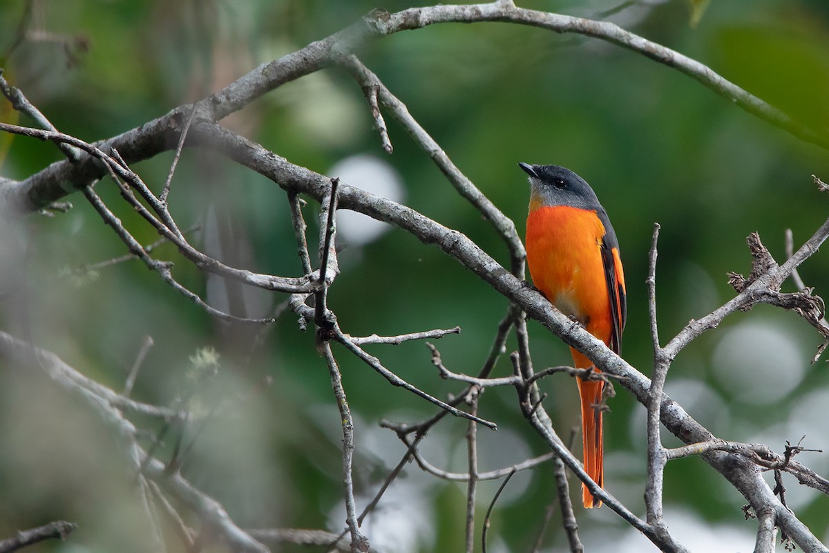 Gray-chinned Minivet (Gray-chinned) - ML388220701