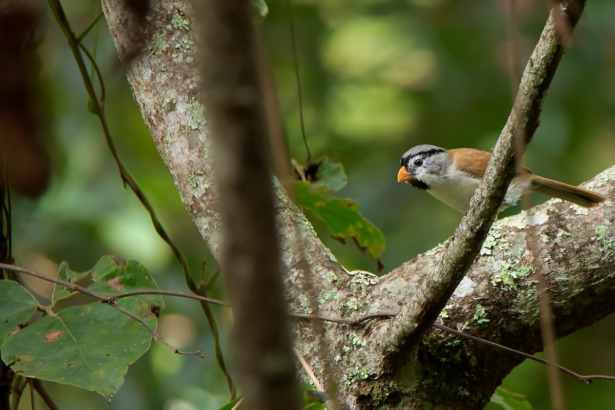 Gray-headed Parrotbill - ML388220761