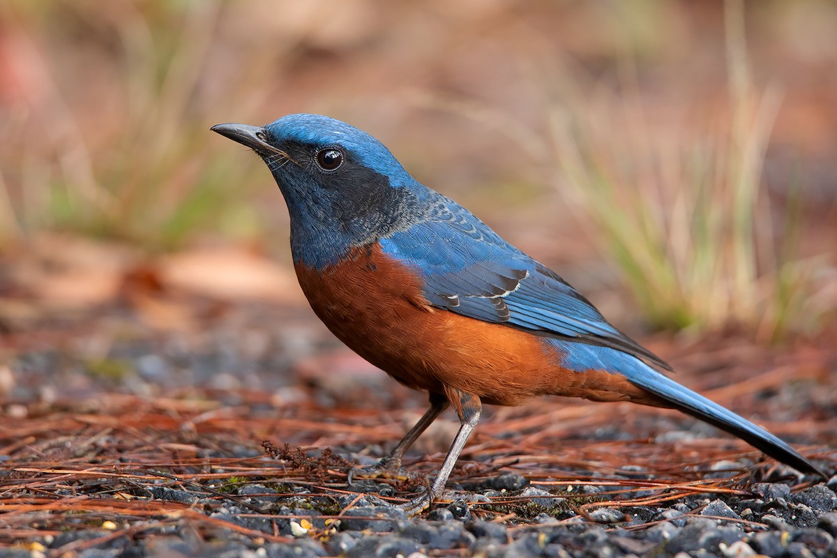 Chestnut-bellied Rock-Thrush - Ayuwat Jearwattanakanok