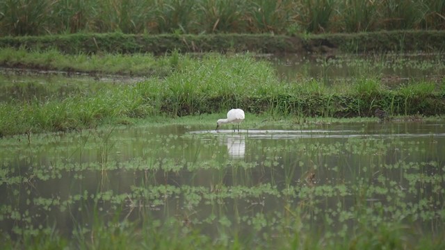 Eurasian Spoonbill - ML388221701