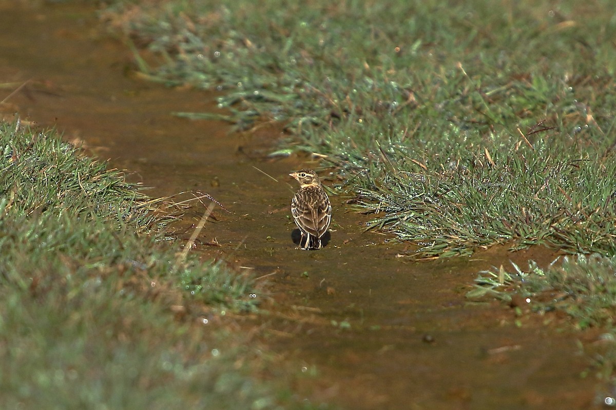 Oriental Skylark - ML388222691