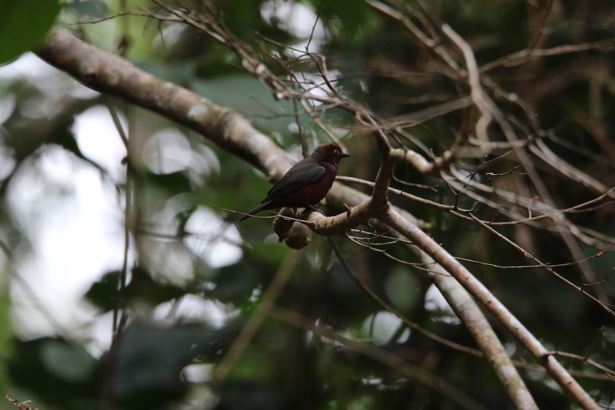 Chestnut-breasted Nigrita - ML388224101