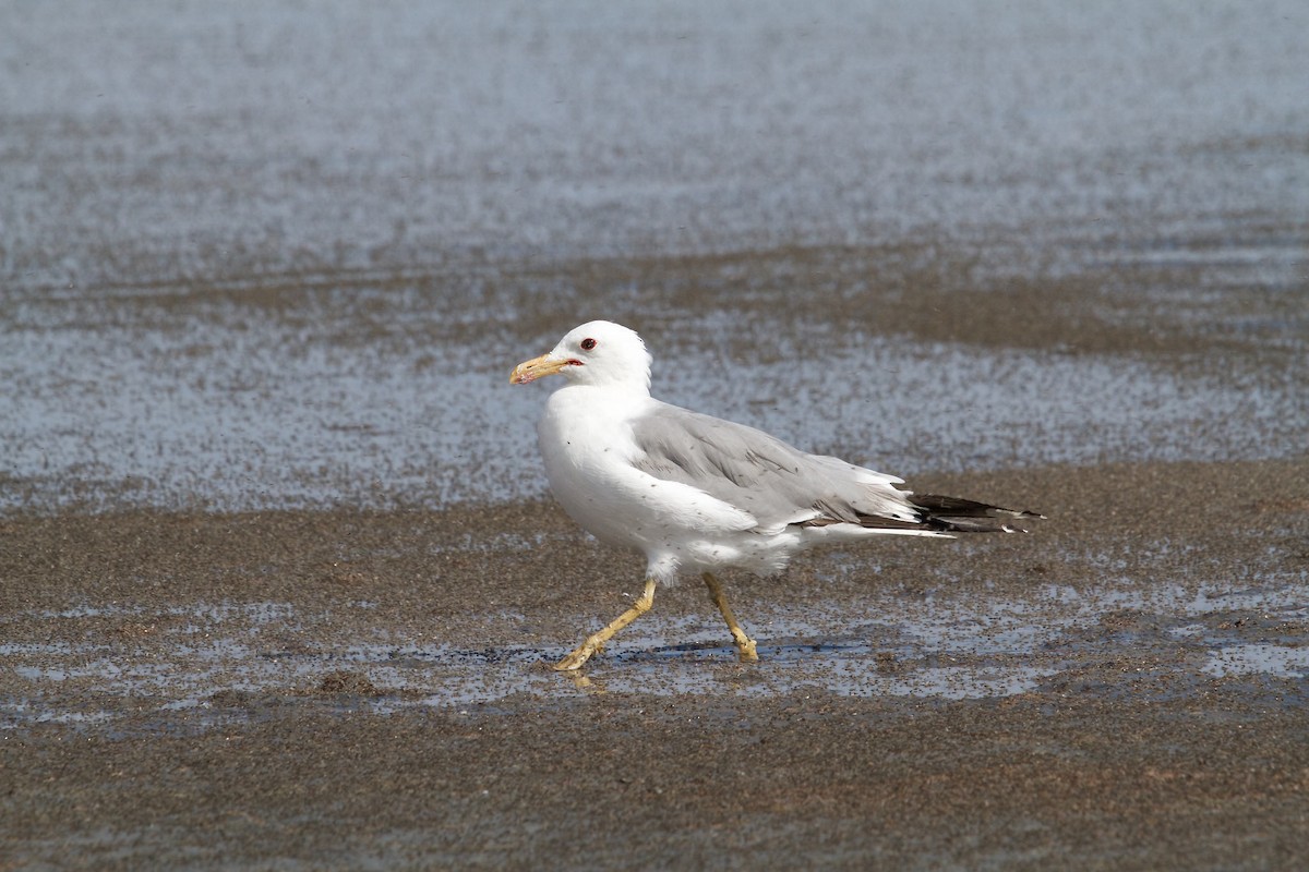 California Gull - Mary Keleher