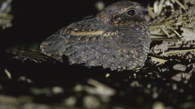 Savanna Nightjar - ML388225221