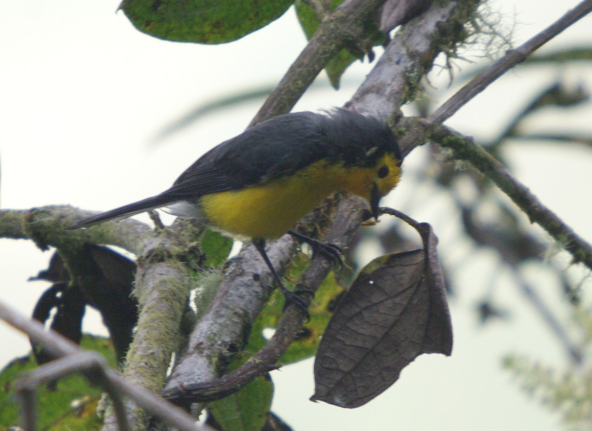 Golden-fronted Redstart - ML388225381