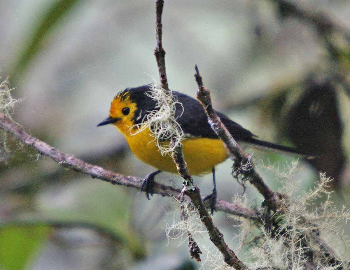 Golden-fronted Redstart - ML388225391