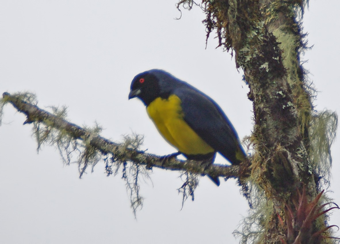 Hooded Mountain Tanager - ML388225401