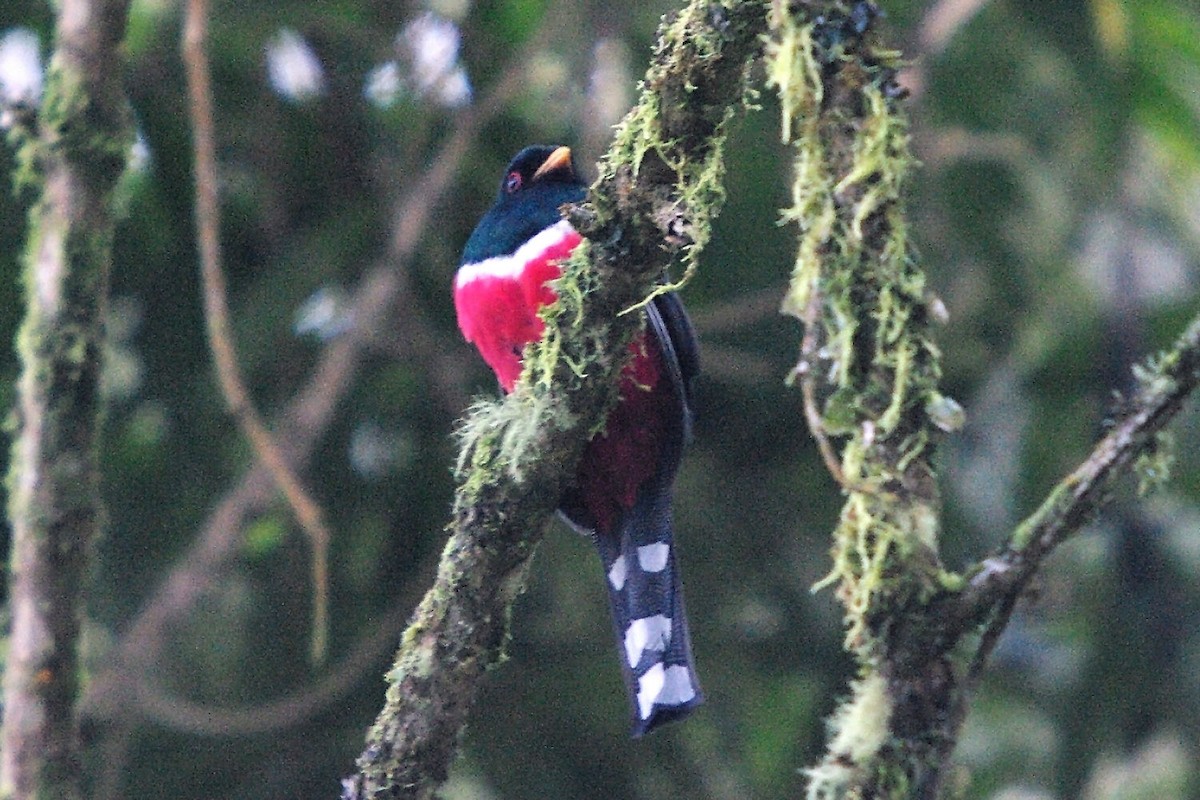 Masked Trogon - ML388225541