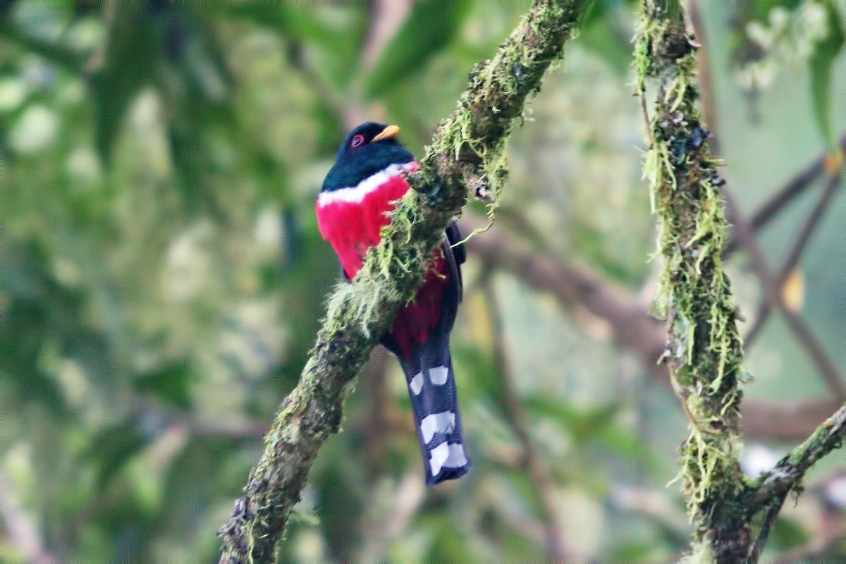 Masked Trogon - ML388225561