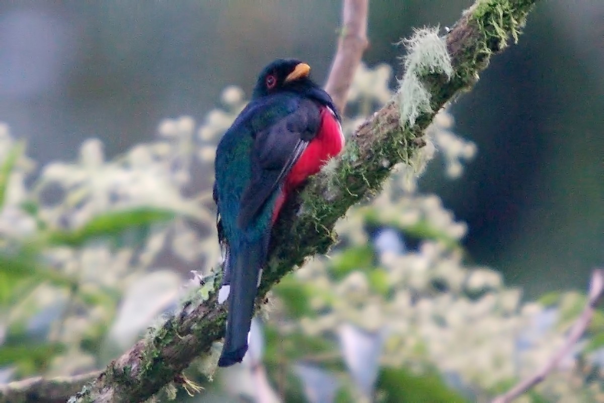 Masked Trogon - ML388225591