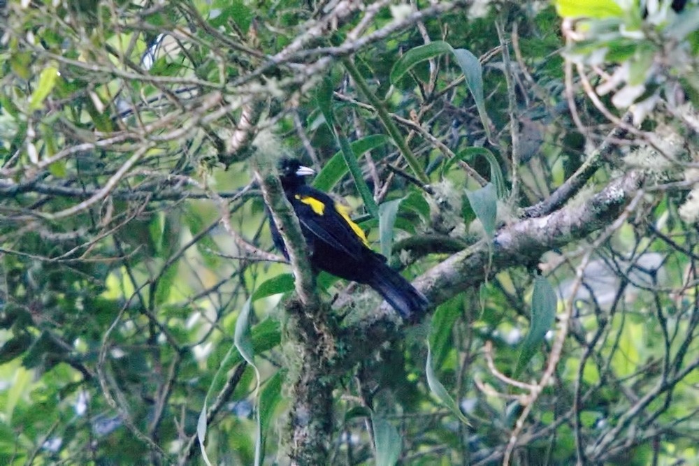 Mountain Cacique (Golden-shouldered) - ML388225701