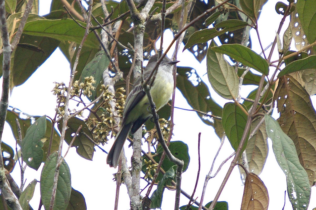 Pale-edged Flycatcher - ML388225791