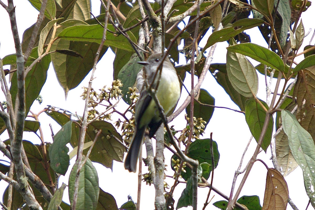 Pale-edged Flycatcher - ML388225811