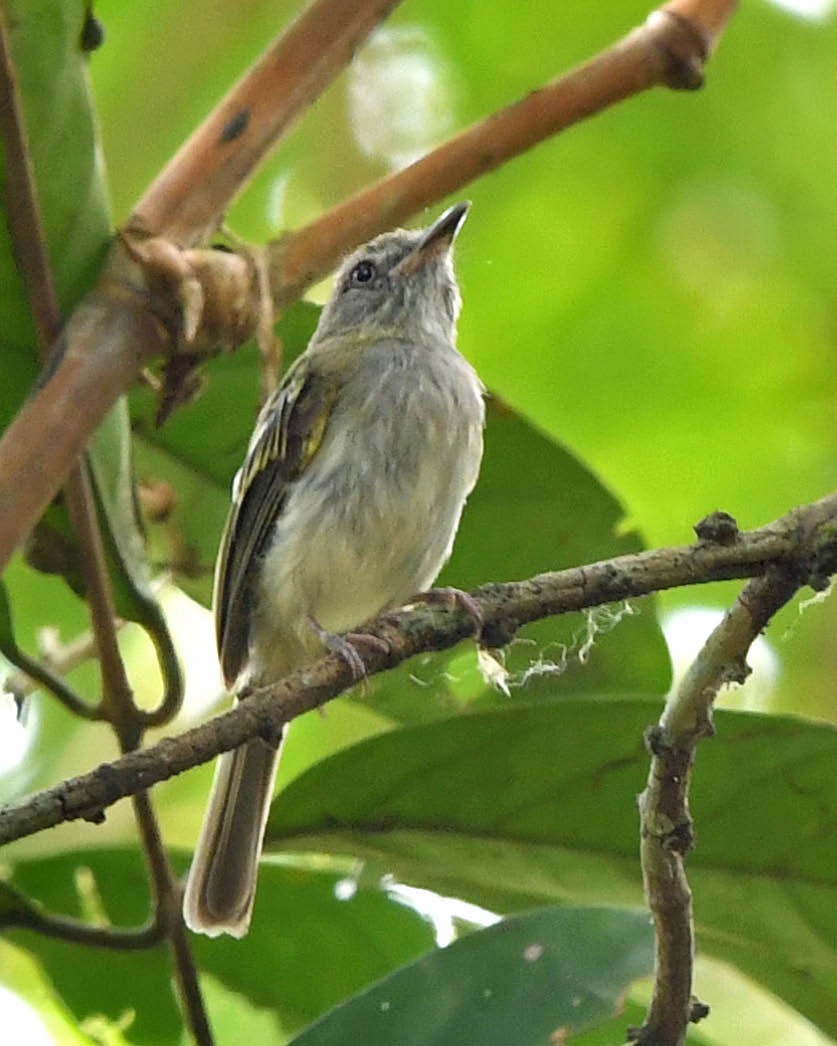 White-bellied Tody-Tyrant - Tini & Jacob Wijpkema