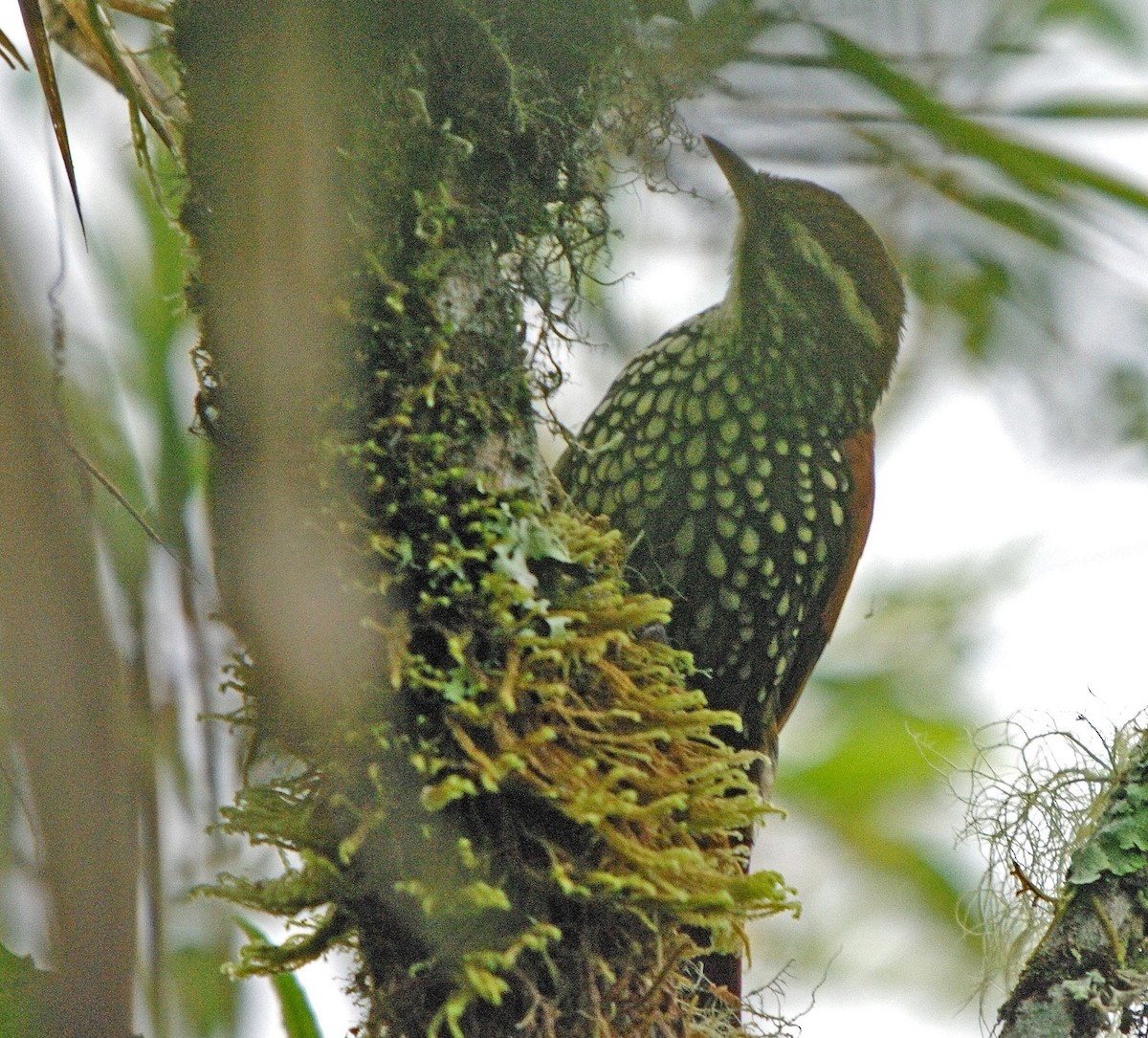 Pearled Treerunner - ML388225901