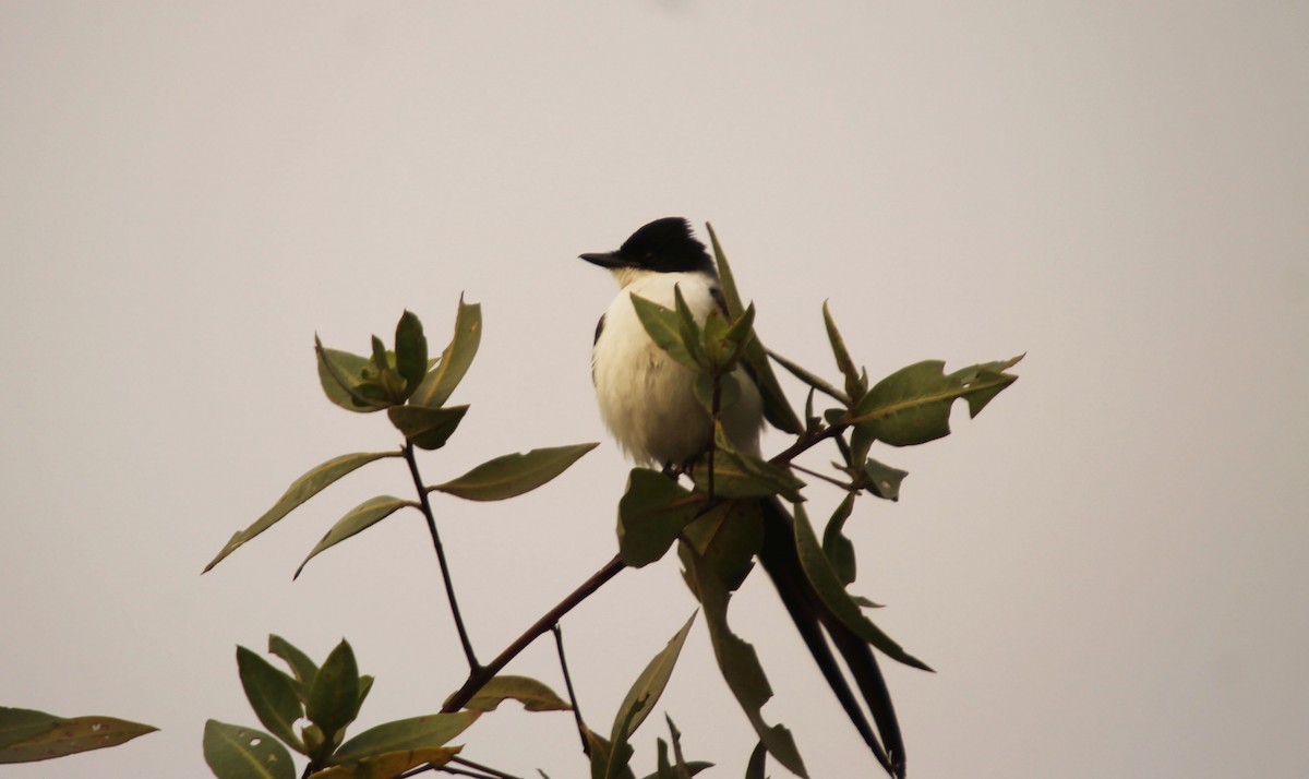 Fork-tailed Flycatcher - ML38822591