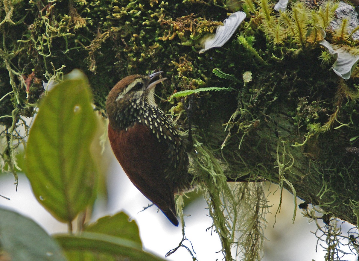 Pearled Treerunner - ML388225921