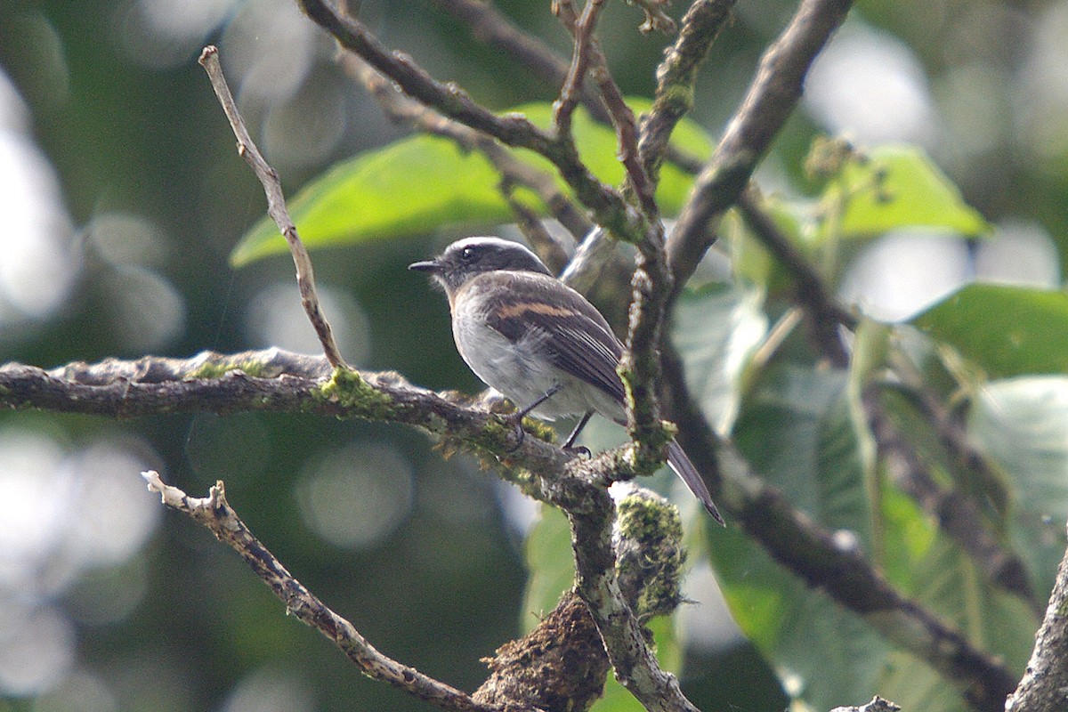 Rufous-breasted Chat-Tyrant - ML388225991