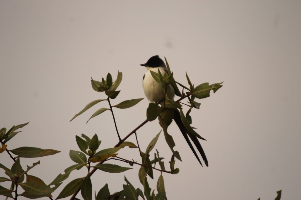 Fork-tailed Flycatcher - ML38822601