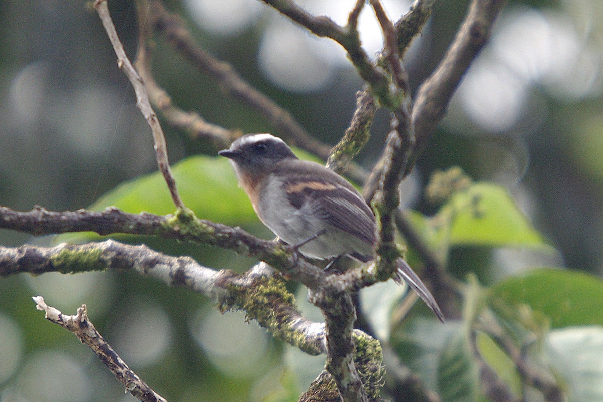 Rufous-breasted Chat-Tyrant - ML388226051