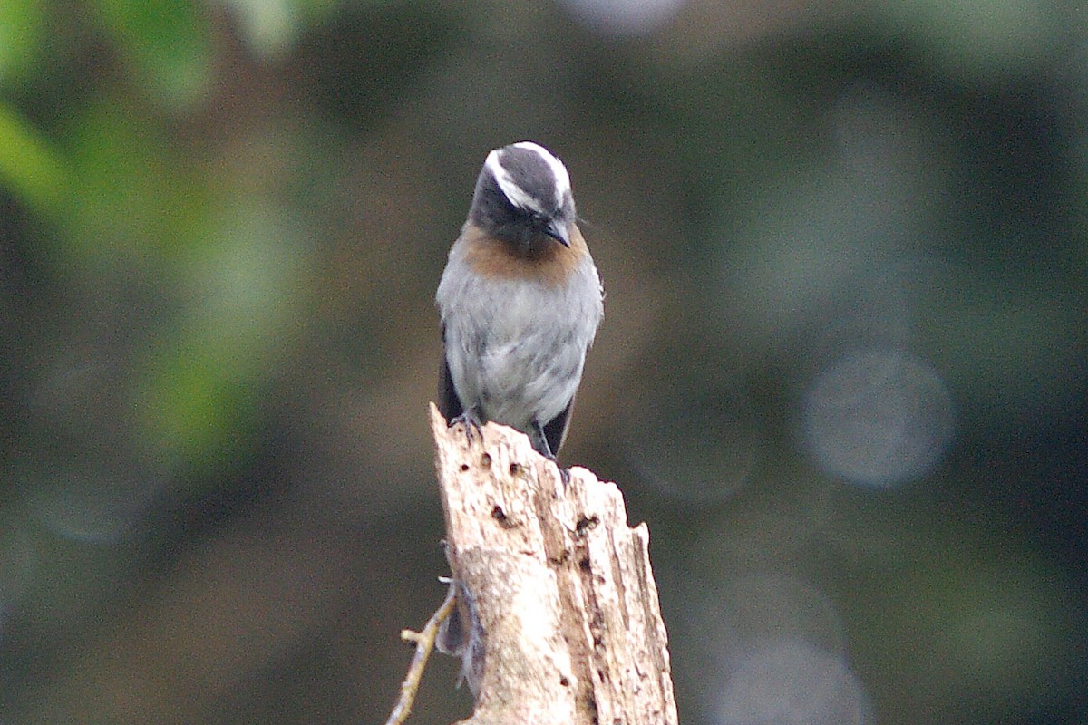 Rufous-breasted Chat-Tyrant - ML388226061