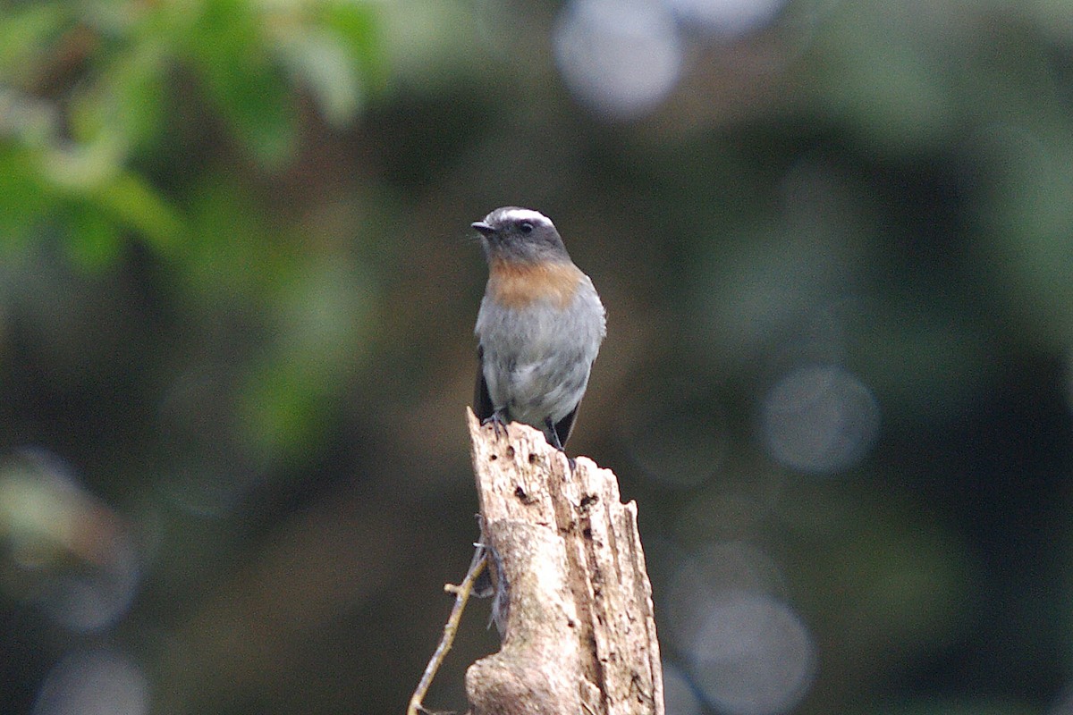 Rufous-breasted Chat-Tyrant - ML388226081