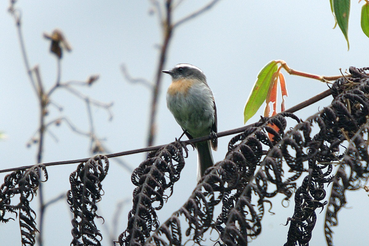 Rufous-breasted Chat-Tyrant - ML388226091